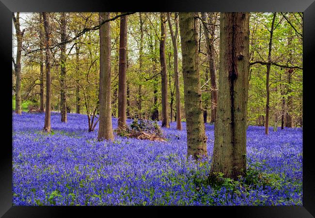 Bluebell Woods Greys Court Oxfordshire England Framed Print by Andy Evans Photos