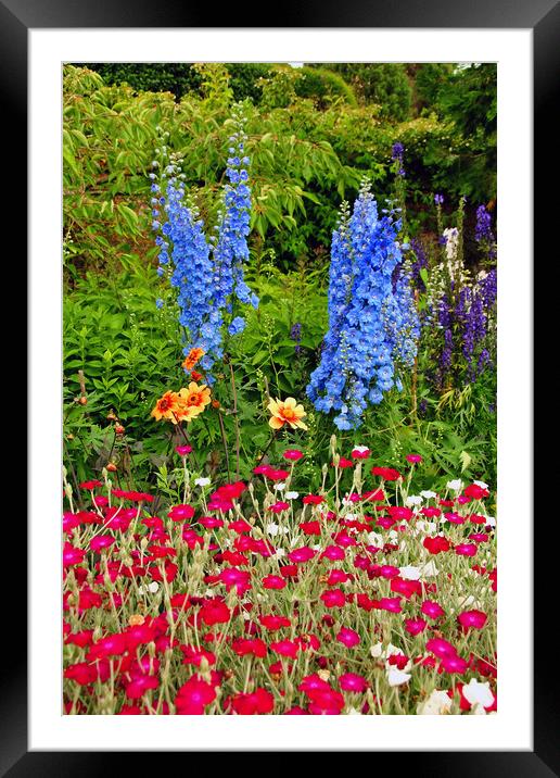 Blue Delphiniums Summer Flowers Framed Mounted Print by Andy Evans Photos