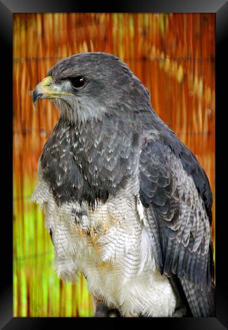 Chilean Eagle Black Chested Buzzard Eagle Framed Print by Andy Evans Photos