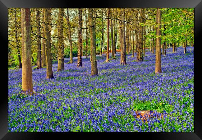 Bluebell Woods Greys Court Oxfordshire Framed Print by Andy Evans Photos