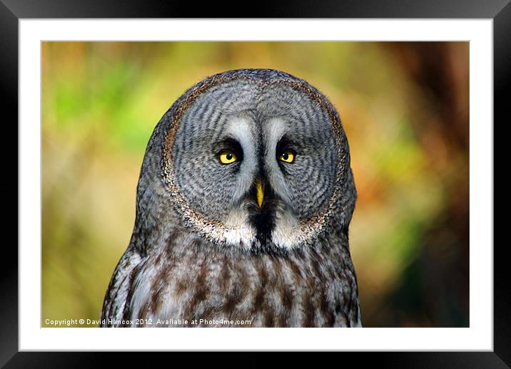 Look Into My Eyes Framed Mounted Print by David Hancox