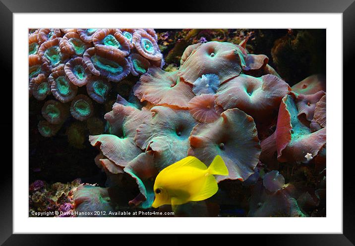 Underwater Home Framed Mounted Print by David Hancox