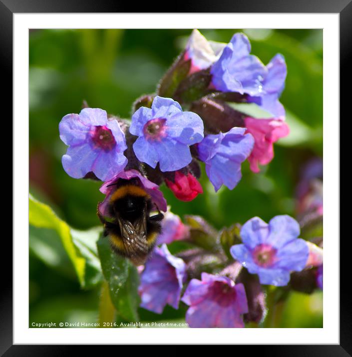 Busy Bumble Framed Mounted Print by David Hancox
