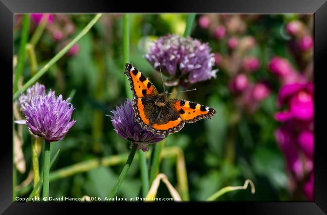Butterfly on Chives Framed Print by David Hancox