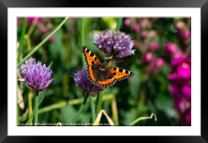 Butterfly on Chives Framed Mounted Print by David Hancox