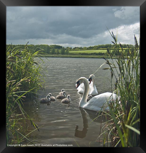 Swan Storm Framed Print by Sam Jowett