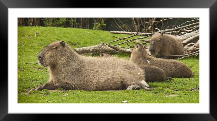 Sleep Capybara Framed Mounted Print by Sam Jowett