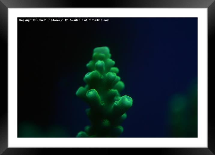 fluorescent Acropora coral Framed Mounted Print by Robert Chadwick