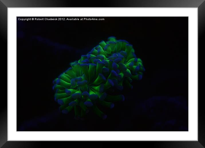 Hammer / Anchor Coral (Euphyllia ancora) Framed Mounted Print by Robert Chadwick