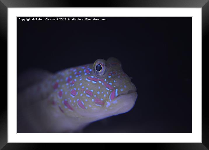 Pink Spotted Watchman Goby (Cryptocentrus leptocep Framed Mounted Print by Robert Chadwick