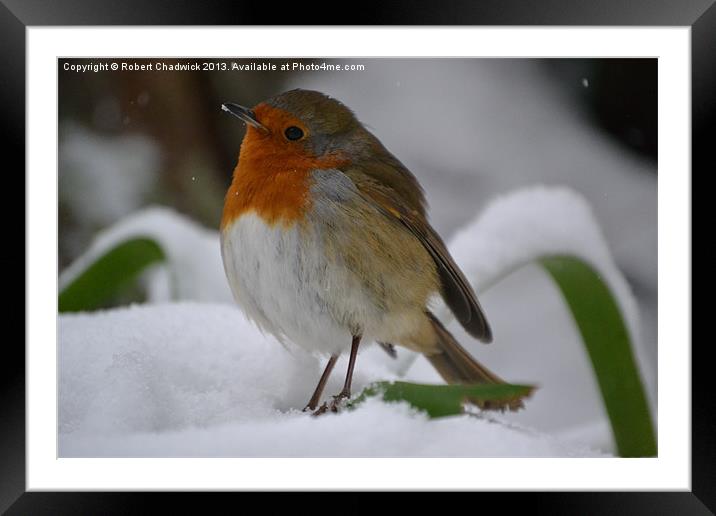 robin on the palm Framed Mounted Print by Robert Chadwick