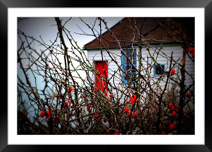 Coastguard Cottages and Rose Hips Framed Mounted Print by Lucy Steele