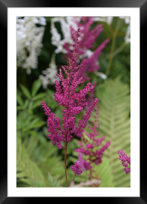 pink flower in macro Framed Mounted Print by anne lyubareva