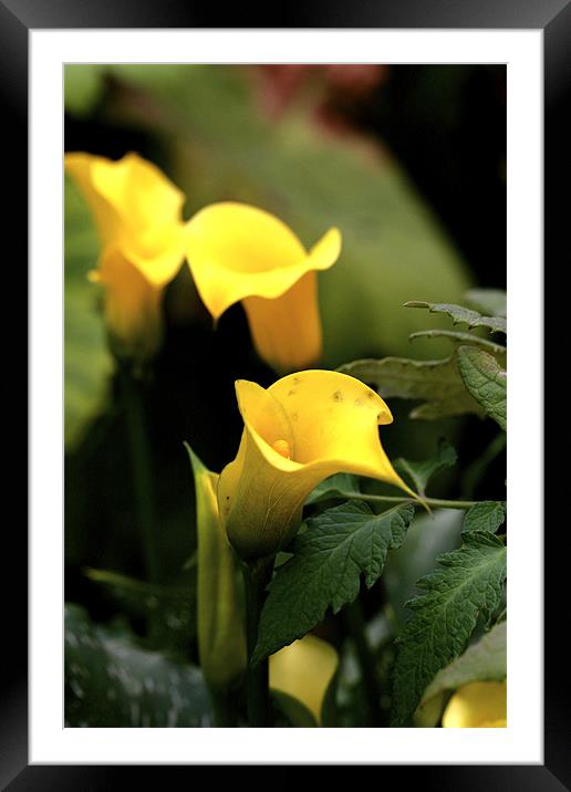 yellow flowers Framed Mounted Print by anne lyubareva