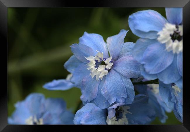 blue flowers Framed Print by anne lyubareva