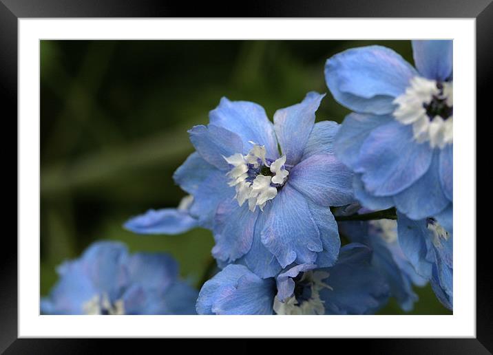 blue flowers Framed Mounted Print by anne lyubareva