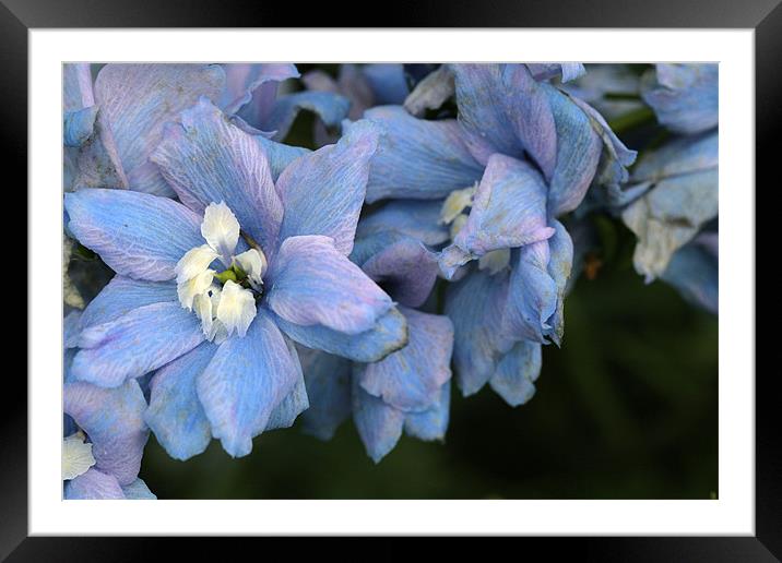 more blue flowers Framed Mounted Print by anne lyubareva