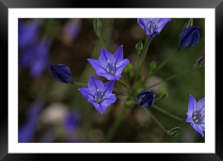 blue flowers 3 Framed Mounted Print by anne lyubareva