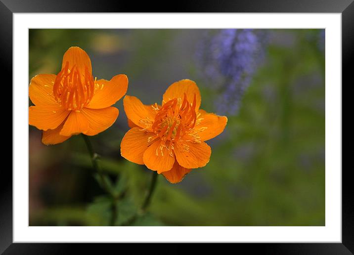 2 orange flowers Framed Mounted Print by anne lyubareva