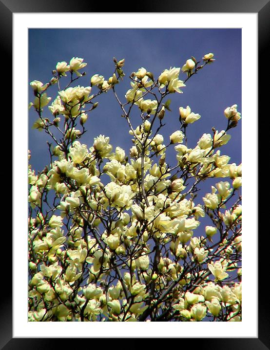 yellow flowers Framed Mounted Print by anne lyubareva