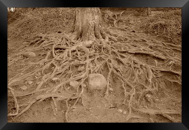 Creepy Tree Roots, Cramond, Lothian Framed Print by callum hamilton