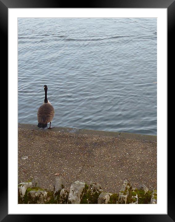 The Sitting Goose Framed Mounted Print by Millie Duckett