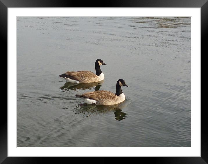 The Geese Framed Mounted Print by Millie Duckett