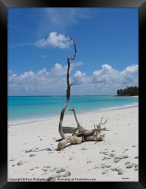 Proud Driftwood Framed Print by Paul Rickford