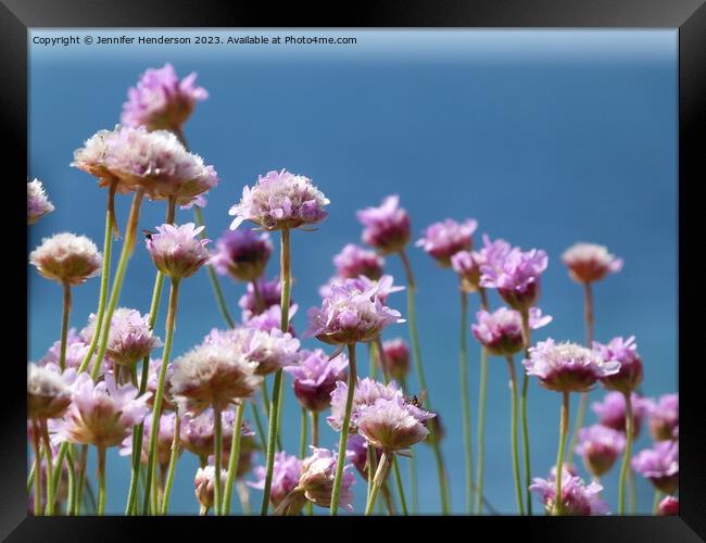 Sea Pinks Framed Print by Jennifer Henderson