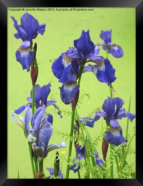 Blue Irises Framed Print by Jennifer Henderson