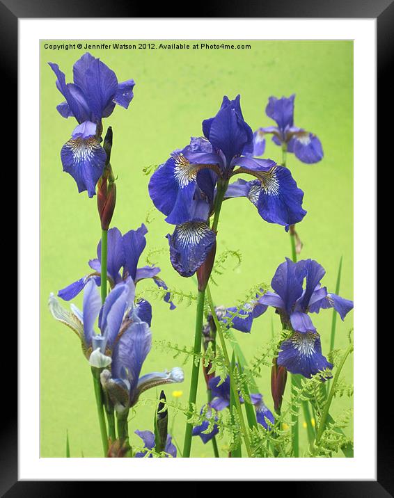 Blue Irises Framed Mounted Print by Jennifer Henderson