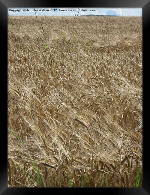 Field of Barley Framed Print by Jennifer Henderson