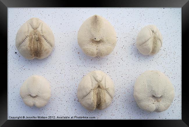 Six Sea Potatoes Framed Print by Jennifer Henderson