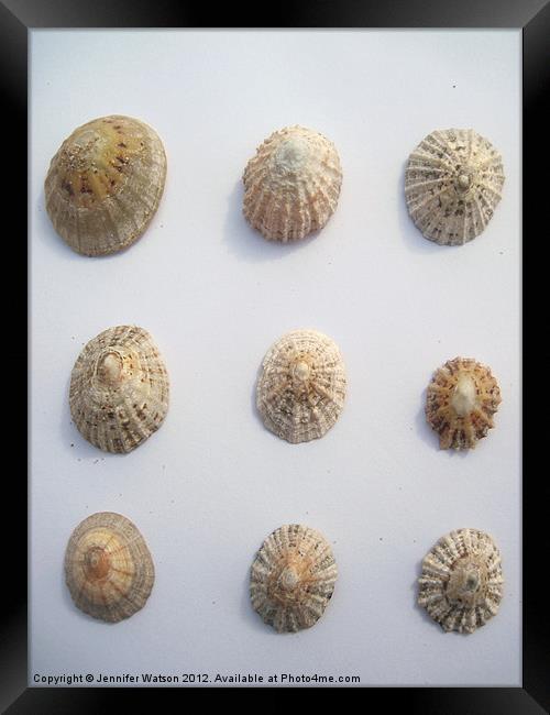 Nine Limpet Shells Framed Print by Jennifer Henderson