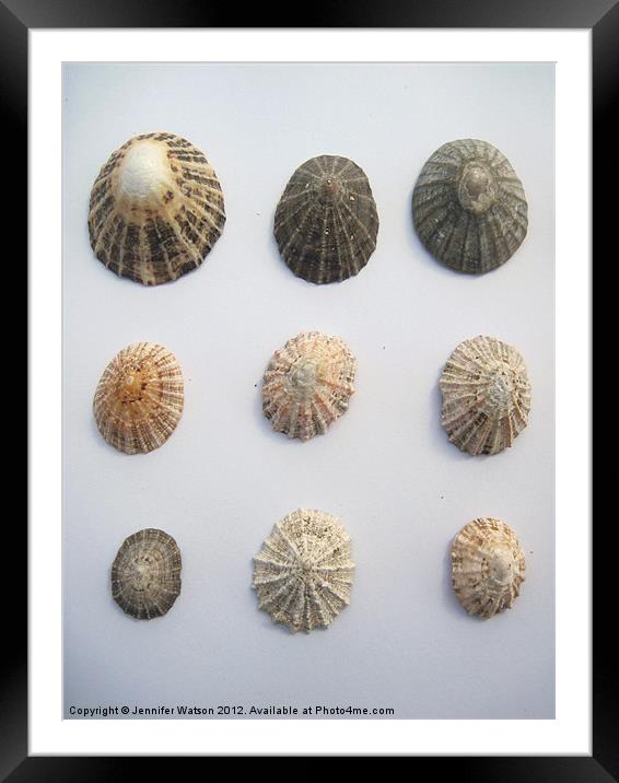 Nine More Limpet Shells Framed Mounted Print by Jennifer Henderson