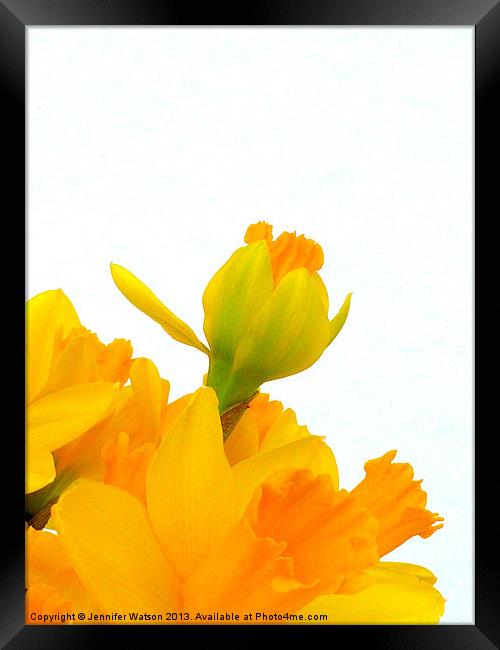 Daffodil Yellow Framed Print by Jennifer Henderson