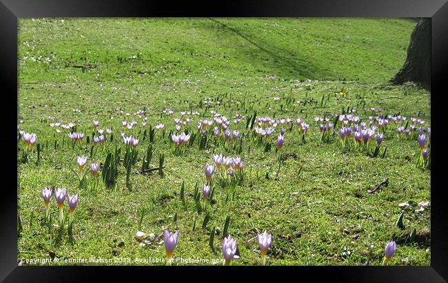 Crocus Carpet Framed Print by Jennifer Henderson