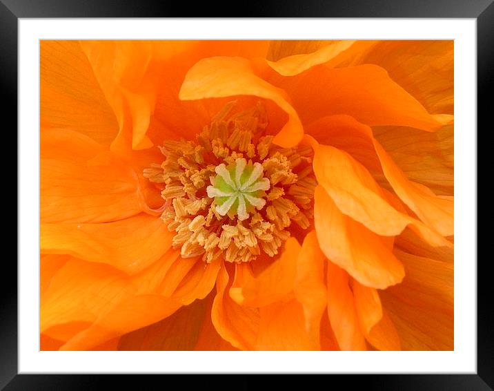 Orange Poppy Framed Mounted Print by Jennifer Henderson