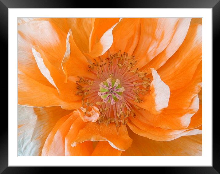 Pale Orange Poppy Framed Mounted Print by Jennifer Henderson