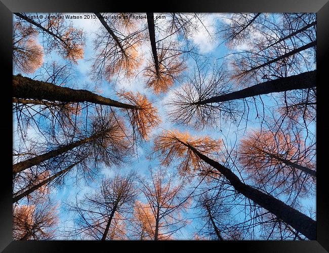 Looking up at Larches Framed Print by Jennifer Henderson