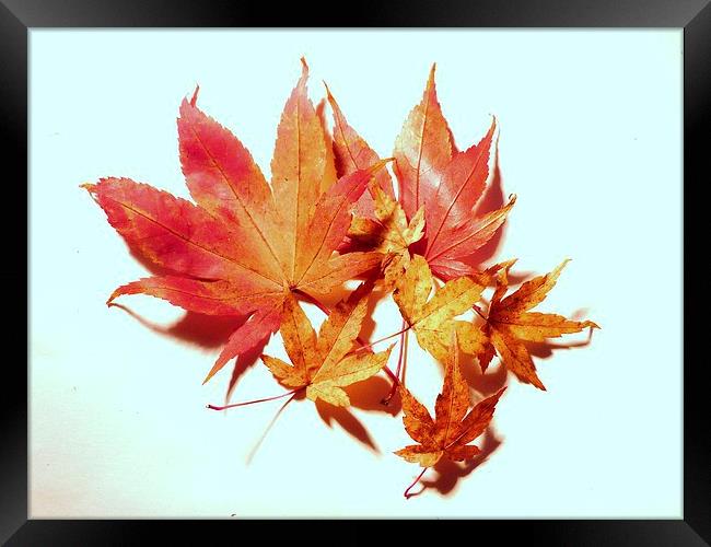 Maple leaves Framed Print by Jennifer Henderson