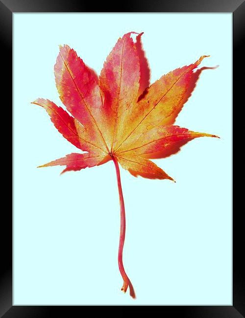 Maple leaf, red and gold Framed Print by Jennifer Henderson