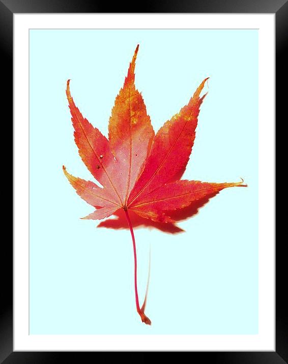 Red maple leaf Framed Mounted Print by Jennifer Henderson