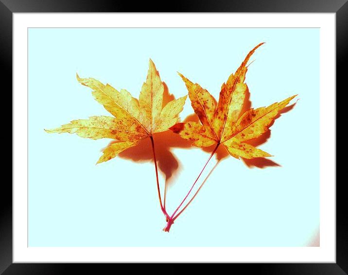 Two Maple Leaves Framed Mounted Print by Jennifer Henderson
