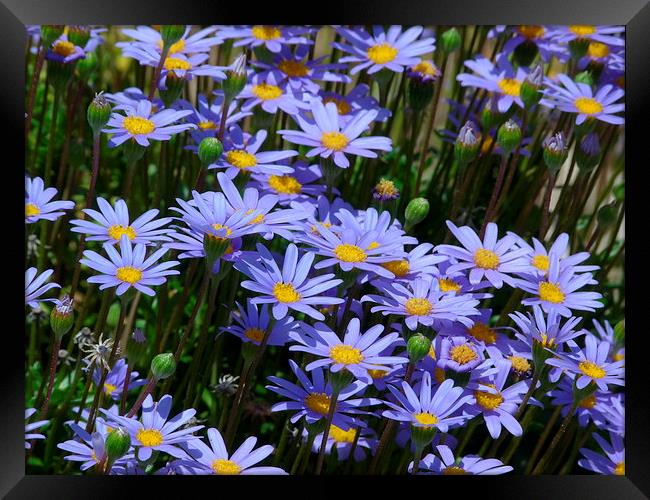 Blue Daisies Framed Print by Jennifer Henderson