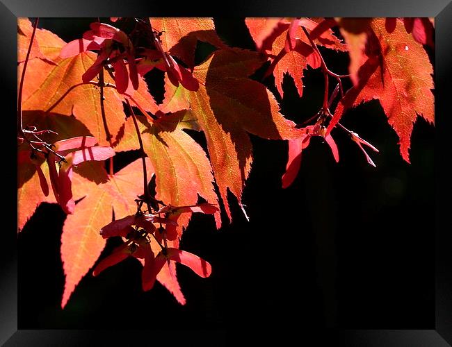  Japanese Acer Framed Print by Jennifer Henderson