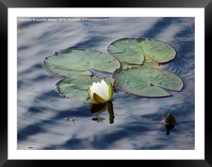  Water Lilies Framed Mounted Print by Jennifer Henderson