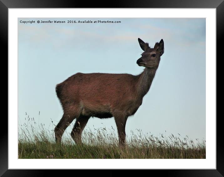 Red deer hind Framed Mounted Print by Jennifer Henderson