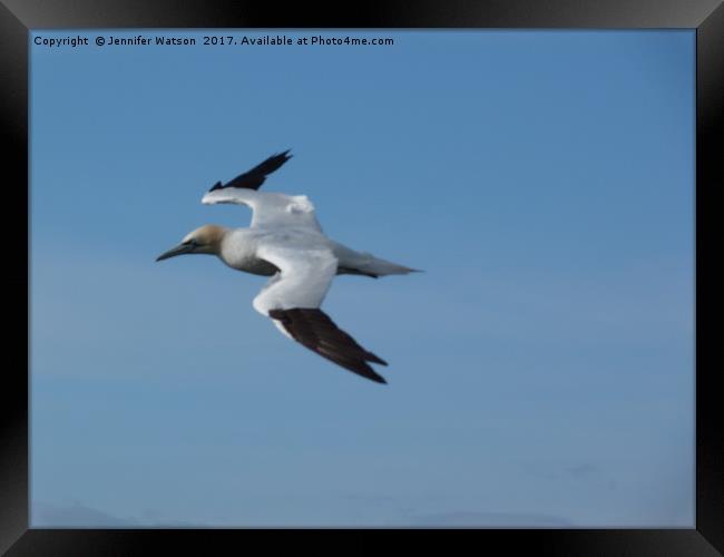 Gannet in Flight Framed Print by Jennifer Henderson