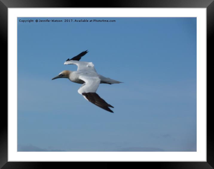 Gannet in Flight Framed Mounted Print by Jennifer Henderson